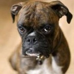Funny Boxer Dog Face